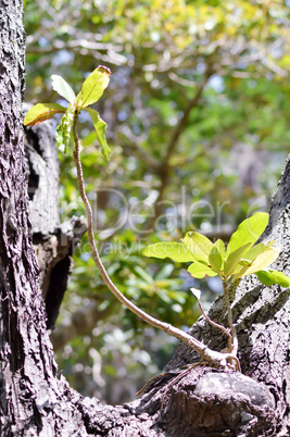 Two young sprout along