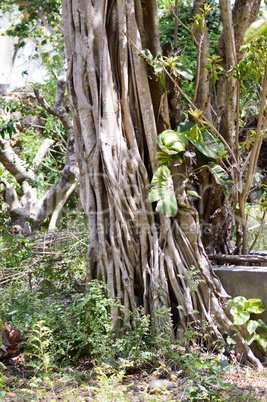 Root clusters along