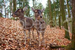 two fallow deers in a forest