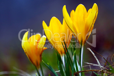three yellow flowers in the sun