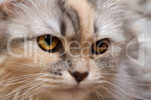 Cat three-color close-up