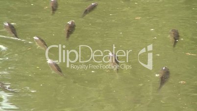 Junge Karpfen schwimmen im Teich