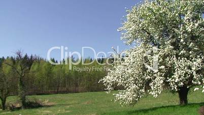 Ein alter großer Birnbaum in voller Blütenpracht