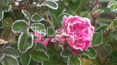 Rosa Rosenblüte mit Raureif verziert