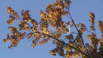 Herbstblätter vor tiefblauem Himmel