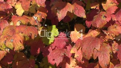 Herbstlich gefärbte Ahornblätter