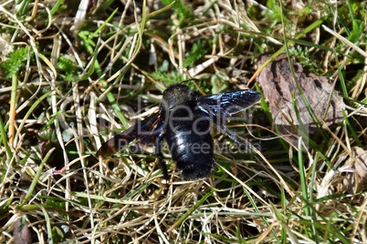 Eine Holzbiene im Gras