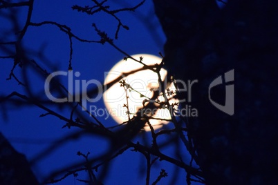 Vollmond und kahler Baum