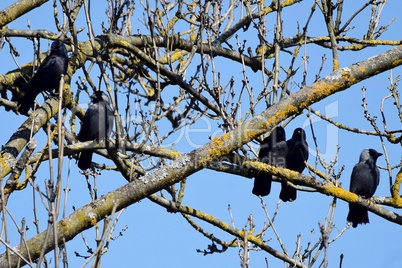 Fünf Krähen auf einem Baum