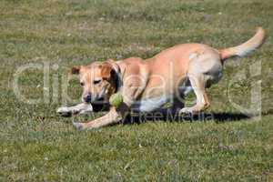 Labrador und Tennisball