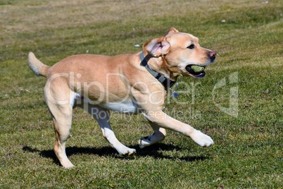 Labrador mit Tennisball im Maul