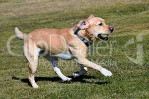 Labrador mit Tennisball im Maul