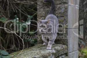 Portrait of a beautiful purebred housecat