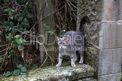 Portrait of a beautiful purebred housecat