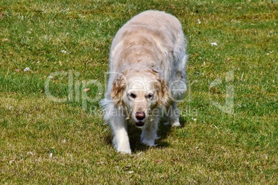 Golden Retriever