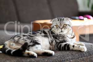 British Shorthair kitten