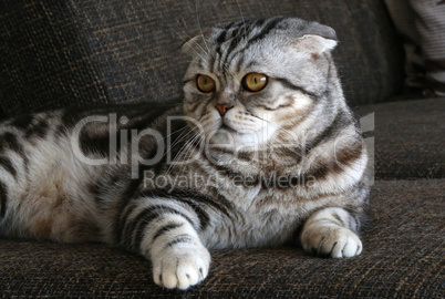 British Shorthair kitten