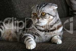 British Shorthair kitten