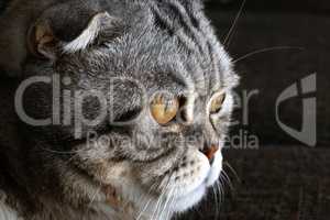 British Shorthair kitten