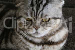 British Shorthair kitten