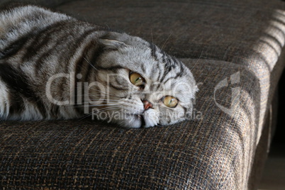 British Shorthair kitten