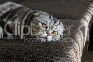 British Shorthair kitten