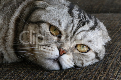 British Shorthair kitten