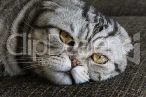 British Shorthair kitten