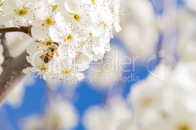 Honeybee Harvesting Pollen From Blossoming Tree Buds.