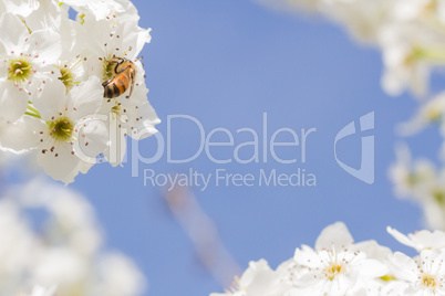 Honeybee Harvesting Pollen From Blossoming Tree Buds.