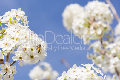 Honeybee Harvesting Pollen From Blossoming Tree Buds.