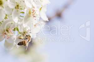 Honeybee Harvesting Pollen From Blossoming Tree Buds.