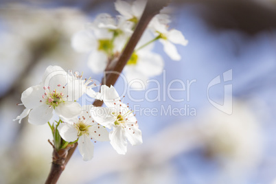 Macro of Early Spring Tree Blossoms with Narrow Depth of Field.