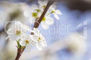 Macro of Early Spring Tree Blossoms with Narrow Depth of Field.