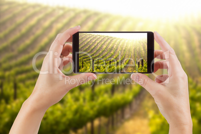Female Hands Holding Smart Phone Displaying Photo of Grape Viney