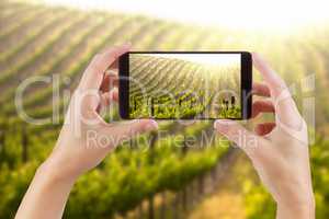 Female Hands Holding Smart Phone Displaying Photo of Grape Viney