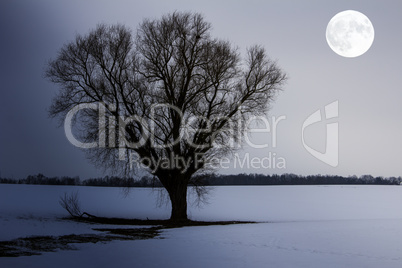 Winter landscape with tree at full moon