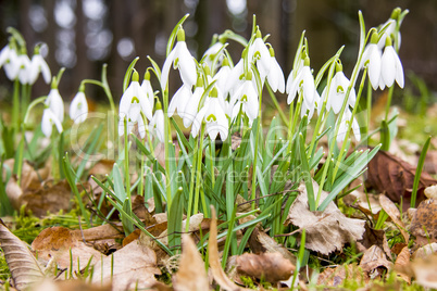 Snowdrops in bloom