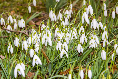 Snowdrops in bloom