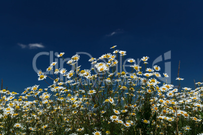 Daisies closeup on blue sky background.