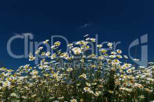 Daisies closeup on blue sky background.