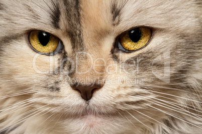 Cat three-color close-up
