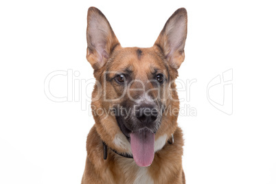 Portrait of german shepherd