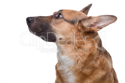 Portrait of looking up shepherd