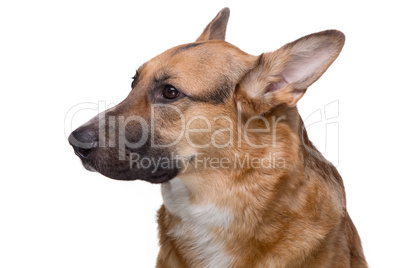 Portrait of looking side shepherd