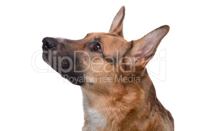 Portrait of looking up german shepherd