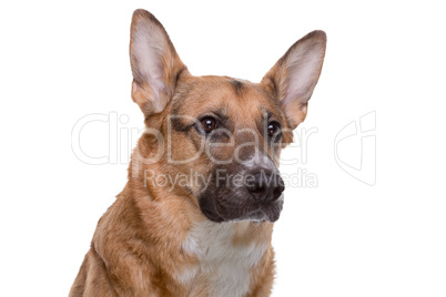 Portrait of pedigreed brown shepherd