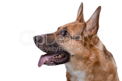 Looking up german shepherd