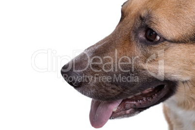 Closeup shot of shepherd's face