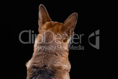 Portrait of german shepherd from back